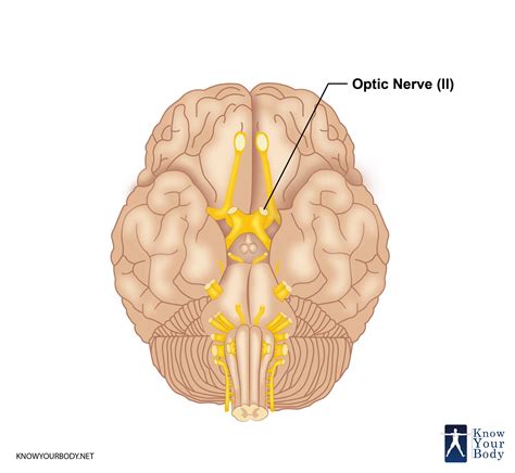 nervus opticus|Anatomy of the Human Optic Nerve: Structure and。